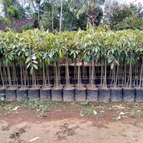 

Terlaris Bibit Durian Tembaga Kaki 3 Ukuran 1 Meteran Up