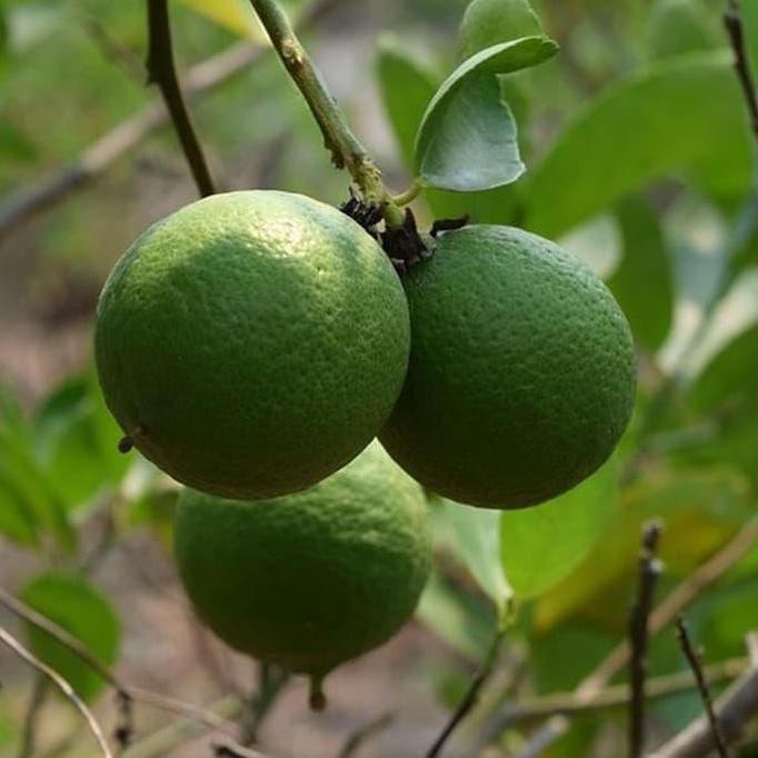 

Terlaris Af Bibit Buah Jeruk Nipis - Tinggi 40Cm