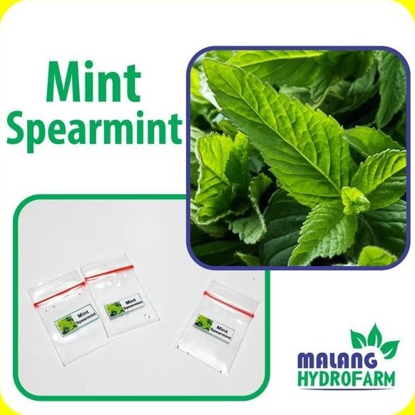 

Terlaris Benih Mint Spearmint Unggulan Berkualitas Biji Daun Min Herbal Bibit
