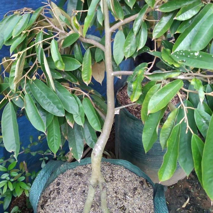 

Terlaris Bibit Durian Petruk Kaki 3 ..Batang Besar