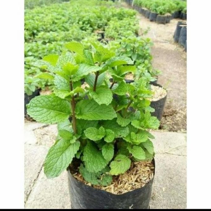 

Terlaris Bibit Tanaman Daun Mint Rimbun