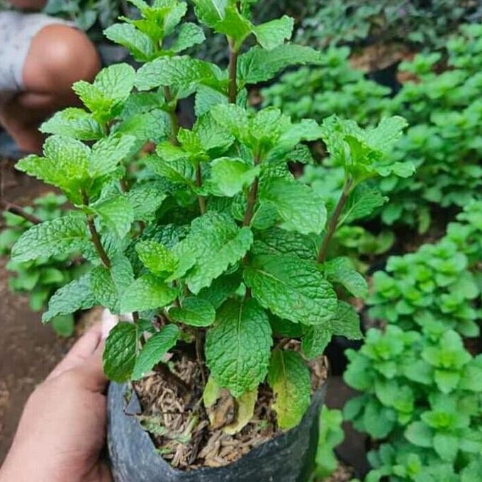 

Terlaris Bibit Herbal Daun Mint Rimbun/Pohon Obat Obatan