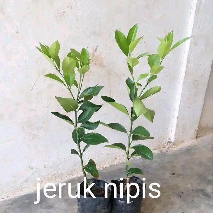

Terlaris Bibit Jeruk Nipis/Jeruk Sate Siap Tanam{Dapat 6 Pohon}