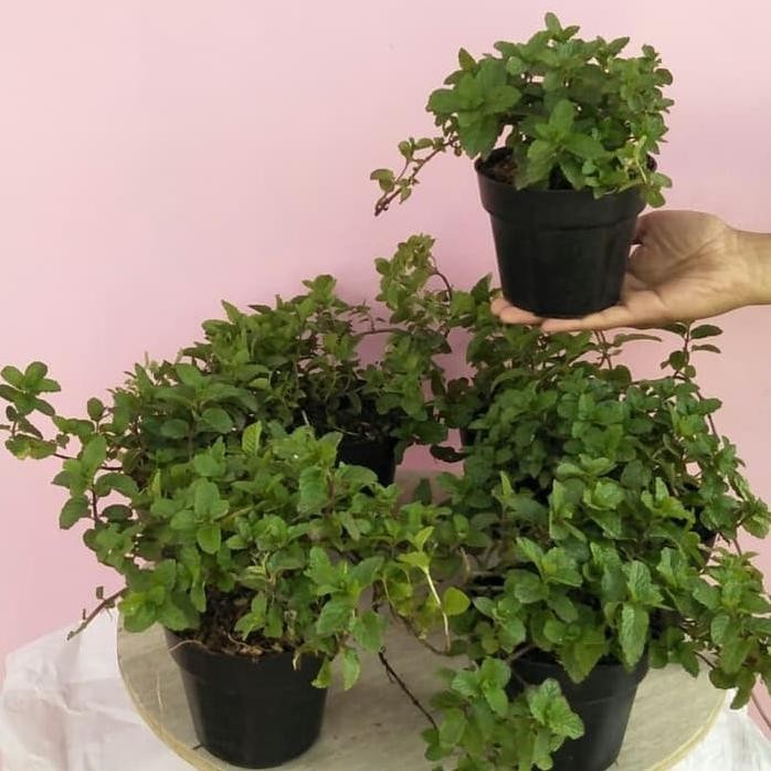 

Terlaris Paket 7 Bibit Tanaman Herbal Daun Mint - Pepermint - Spe Yoklla 5330Gl
