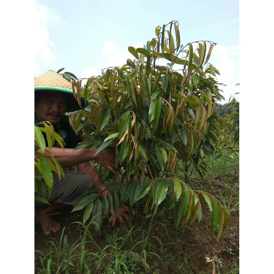 

Terlaris Bibit Durian Musangking Batang Tunggal