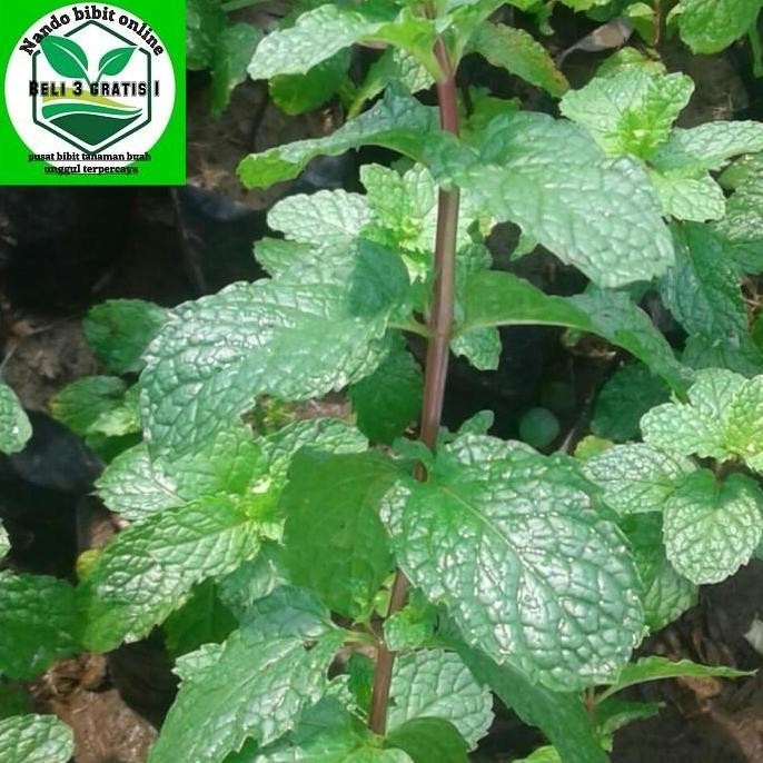 

Terlaris Bibit Daun Mint