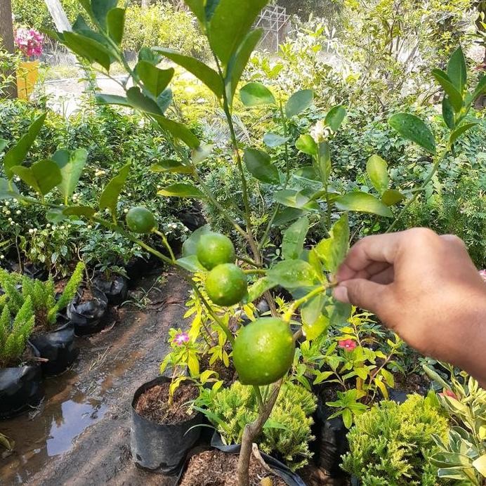 

Terlaris Promo 2 Bibit Jeruk Nipis Sudah Berbuah Rimbun