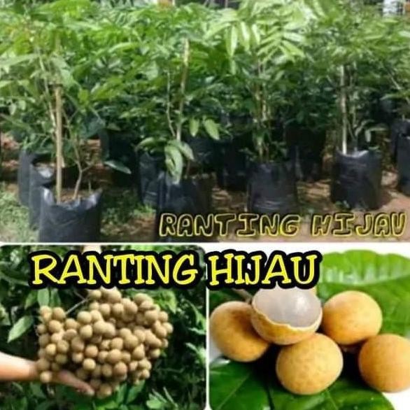 

Terlaris Bibit Buah Kelengkeng Aroma Durian Super Manis