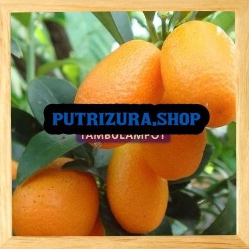 

KWALITAS TERBAIK Bibit Tanaman Buah Jeruk Nagami Sudah Berbuah Okulasi GENJAH