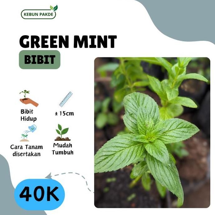 

Terlaris Bibit Tanaman Daun Mint | Green Mint | Semriwing | Mint Langka | Siap Tanam