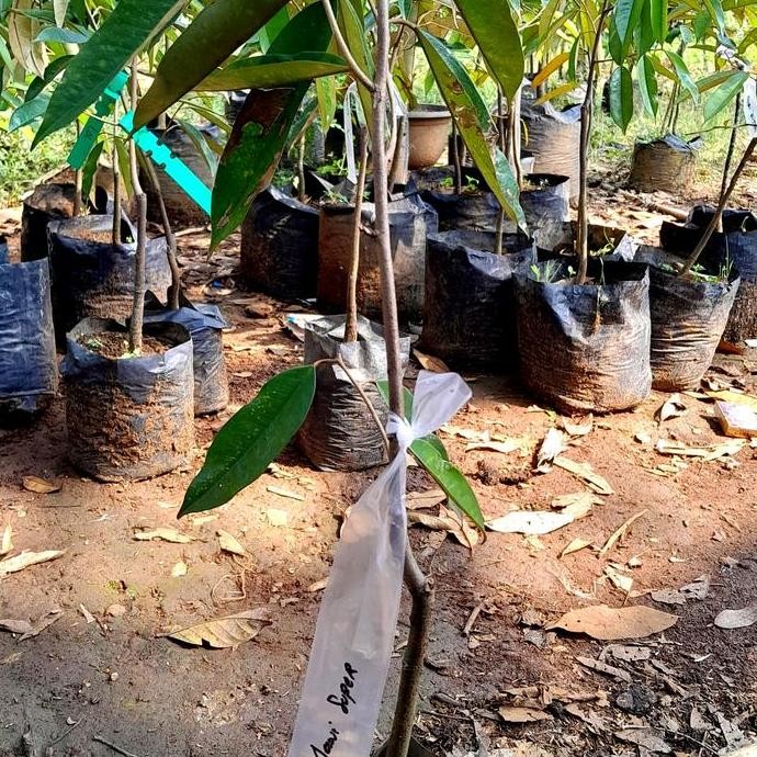 

Terlaris Bibit Durian Jawi Super Uk 70/80Cm