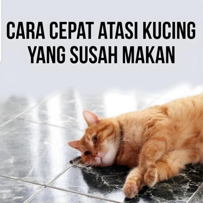 

Terlaris Minyak Ikan 50 Softgel - Vitamin Penambah Imun & Nafsu Makan Kucing Anjing Melebatkan Bulu New