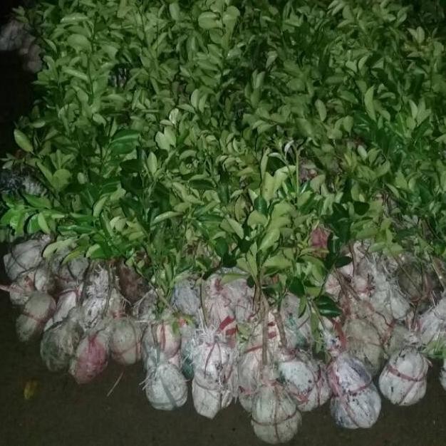 

Terlaris Bibit Jeruk Nipis