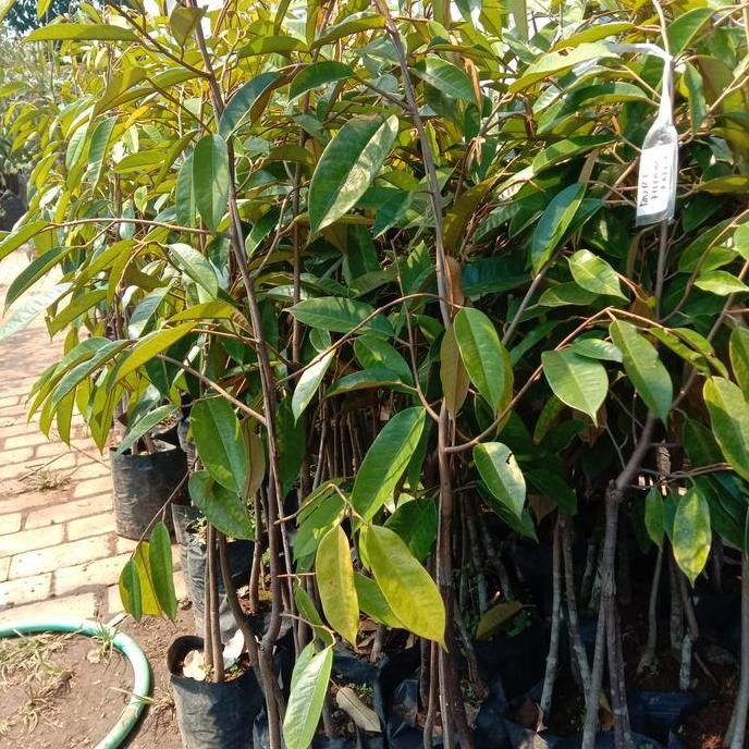 

Terlaris Bibit Durian Musangking Kaki 3