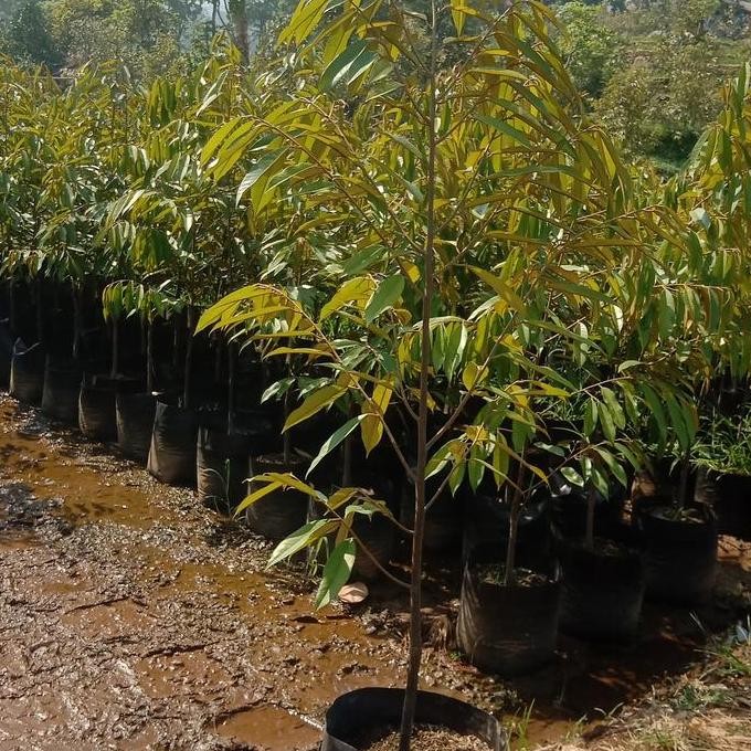 

Terlaris Bibit Durian Musangking Ukuran 1.5M Siap Tanam