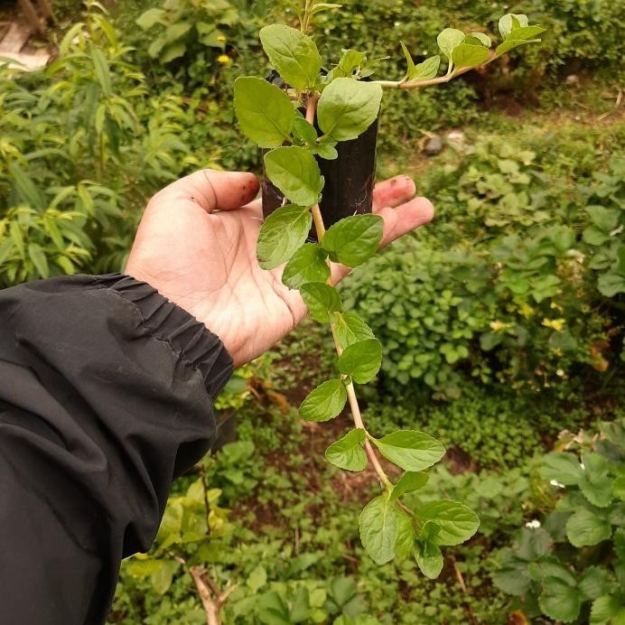 

Terlaris Bibit Mint, Daun Mint, Tanaman Mint, Penny Royal, Pennyroyal Mint