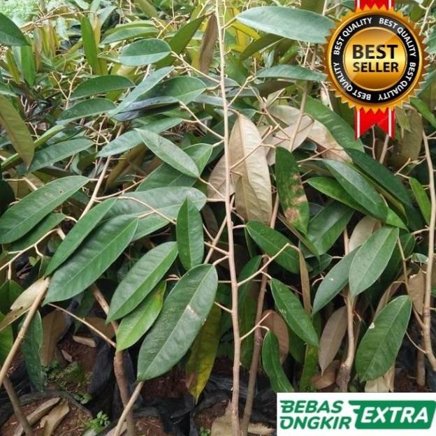 

Terlaris Bibit Durian Musangking Kaki 3 Tinggi 1,5 Meter Hasil Okulasi