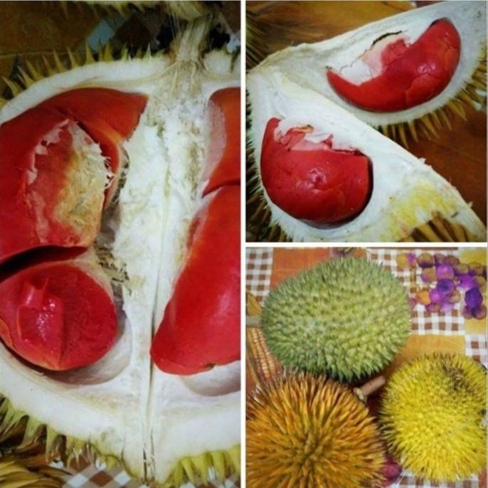 

Terlaris Bibit Durian Montong Merah Kaki 3