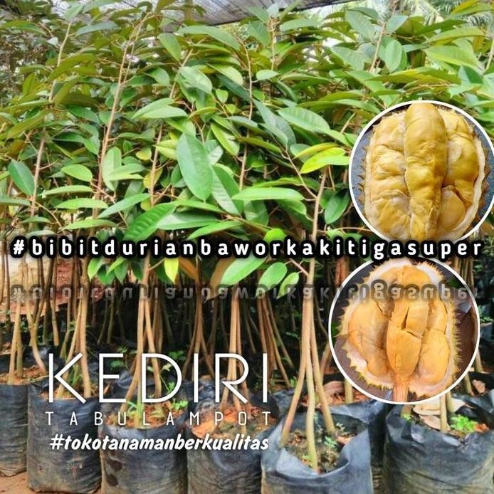 

Terlaris Bibit Durian Bawor Kaki 3 Super Genjah Sangat Mudah Berbuah
