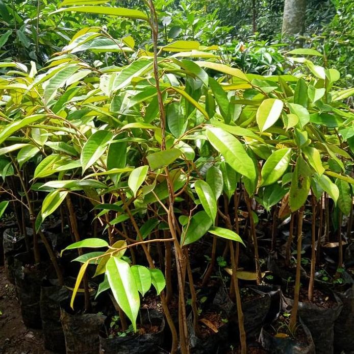 

Terlaris Bibit Tanaman Buah Durian Bawor Unggul