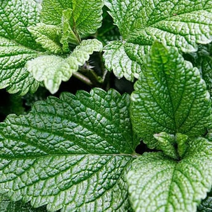 

Terlaris Bibit Pohon Daun Mint .