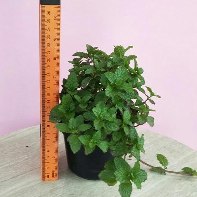 

Terlaris Bibit Tanaman Herbal Daun Mint Papermint-Mentha Piperita Az