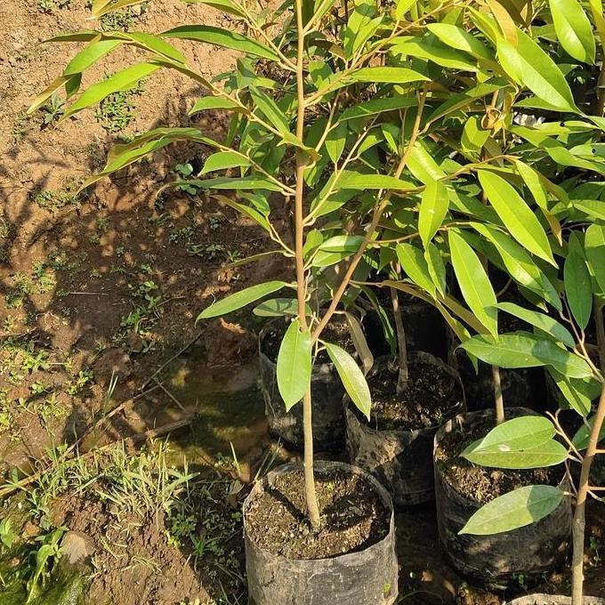 

Terlaris Bibit Durian Musangking Tinggi 1 Meter Up