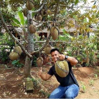 

Terlaris Bibit Durian Montong Super Jumbo