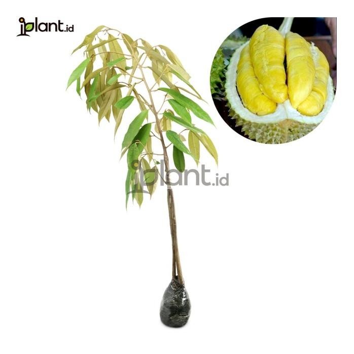 

Terlaris Bibit Durian Musangking 3 Kaki