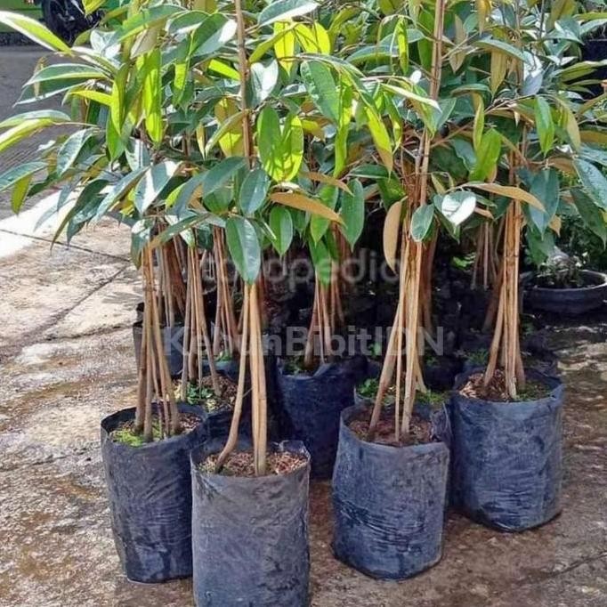 

Terlaris Bibit Durian Kaki 3 Musang King Bawor Monthong Duri Hitam 1M Up
