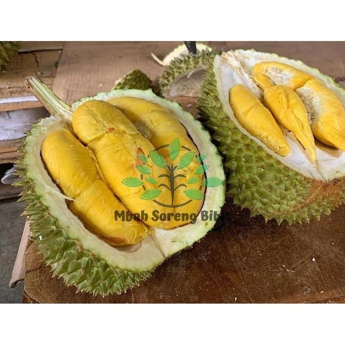 

Terlaris Bibit Durian Bawor - Super Jumbo / Taman Bibit / Bibit Buah Super