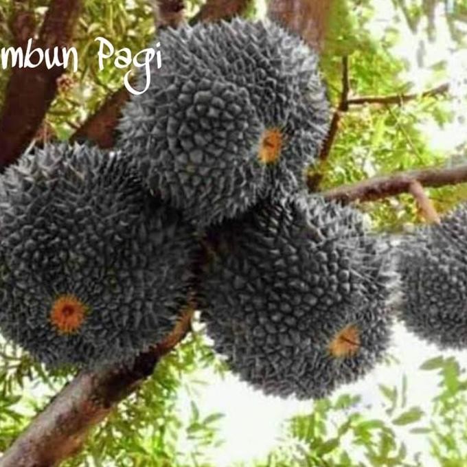 

Terlaris Bibit Buah Durian Kaki 3 Duri Hitam Malaysia Oche Dari Okulasi Cepat Berbuah