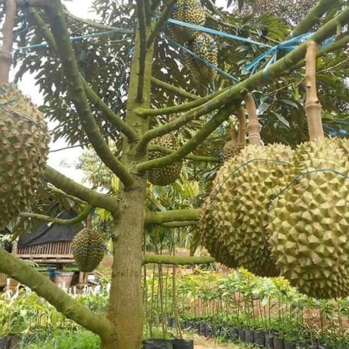 

Terlaris Bibit Tanaman Buah Durian Bawor Kaki 3