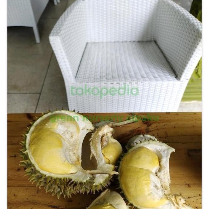

Terlaris Promo Terlaris 2 Bibit Durian Unggul Nokrajib 70Cm 3Tahun Siap Buah