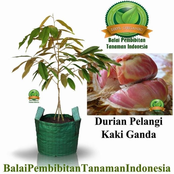

Terlaris Bibit Durian Pelangi Kaki 3 / Bibit Buah / Tanaman