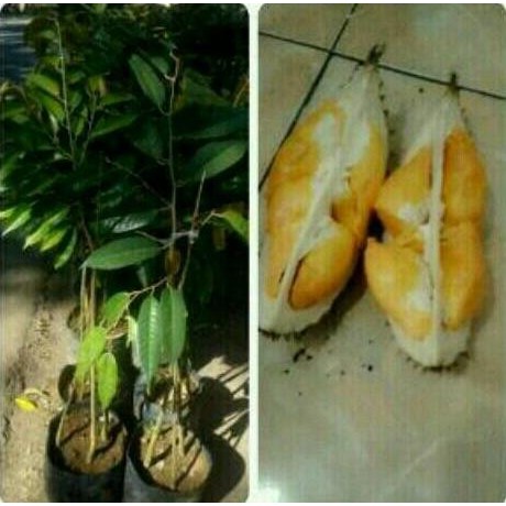 

Terlaris Bibit Durian Bawor Kaki 3