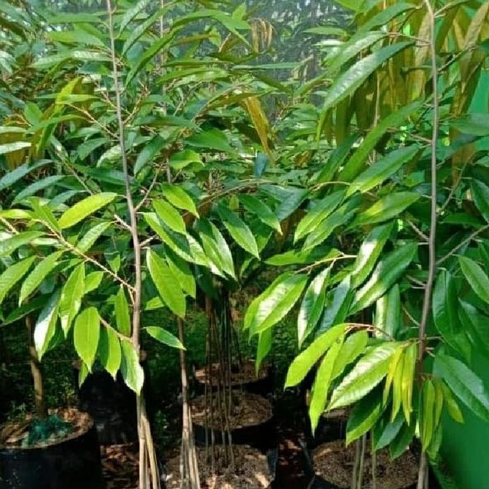 

Terlaris Bibit Durian Musang King Kaki 3 Tiga Super Tinggi 1 M