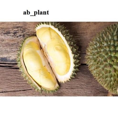 

Terlaris Bibit Durian Kanyao Okulasi Jumbo Asli Thailand Berkualitas