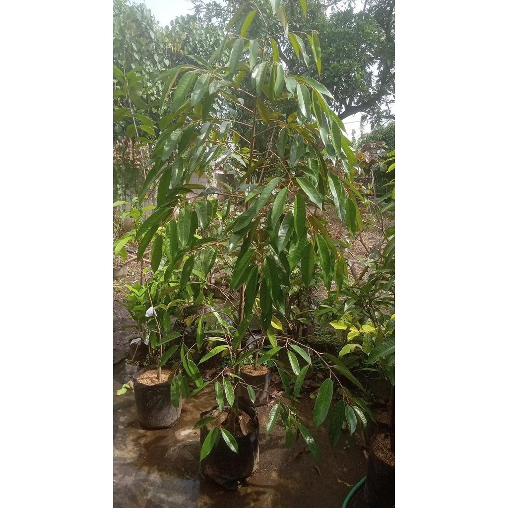 

Terlaris Bibit Durian Musang King Kaki 3 Tinggi 2 Meter