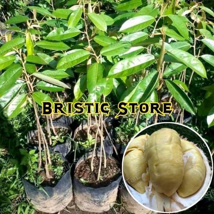

Terlaris Bibit Durian Petruk Kaki 3 Unggul Cepat Berbuah