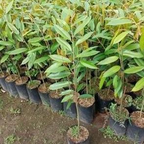 

Terlaris Bibit Durian Merah Banyuwangi Super Unggul