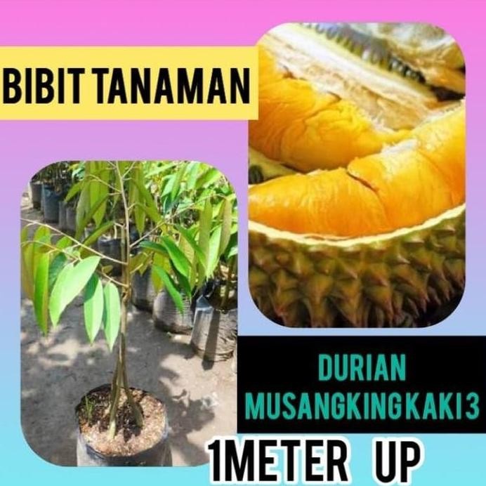 

Terlaris Bibit Durian Musang King Kaki 3 1 Meter