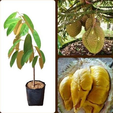 

Terlaris Bibit Tanaman Durian Bawor