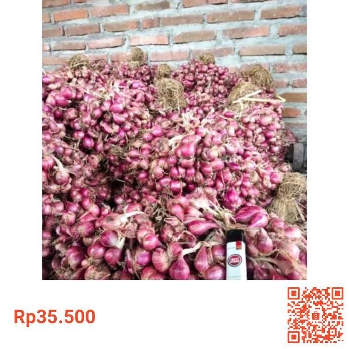 

Terlaris Benih Bibit Tanaman Bawang Merah Varietas Thailand Tajuk Umur 1 Bulan Original Petani