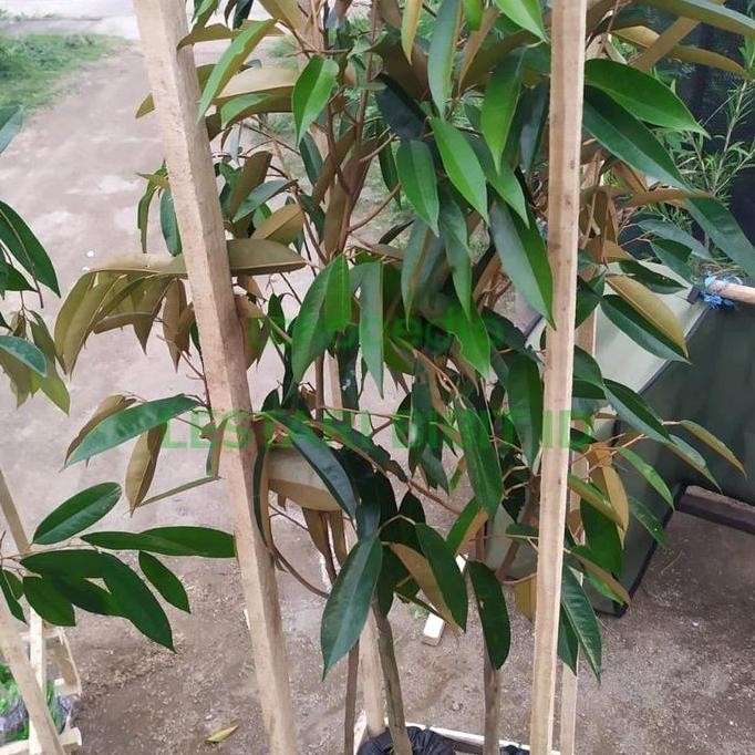 

Terlaris Bibit Tanaman Durian 1 Meter Up Bisa Pilih Varietas
