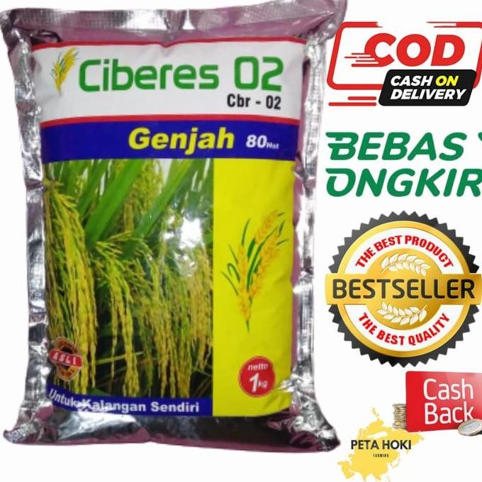 || BANANA / Benih Padi CBR 02 anti tikus tahan serangan tikus bibit padi ciberes 0 ||~~~
