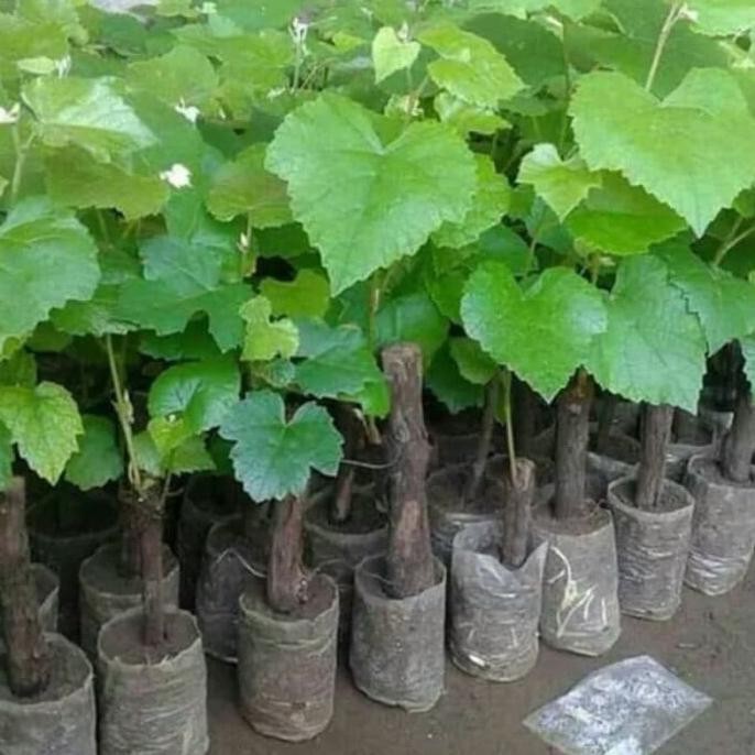 

paket 5 bibit tanaman buah anggur merah dan hitam FRESS