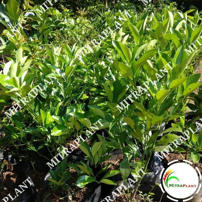 

Bibit Pohon Jeruk Santang Madu - Tanaman Buah Jeruk Santang Madu Manis FRESS