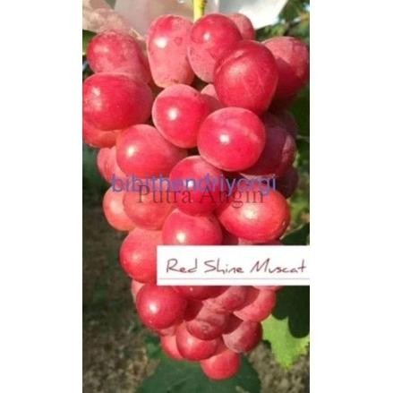 

BIBIT TANAMAN BUAH ANGGUR IMPORT RED SHINE MUSCAT GRAFTING ASLI VALID FRESS