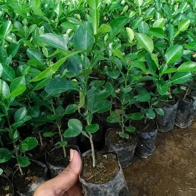 

Bibit Tanaman Buah Jeruk Purut - Daun bumbu FRESS